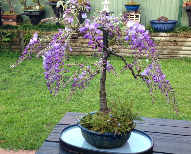 Bonsai For Beginners